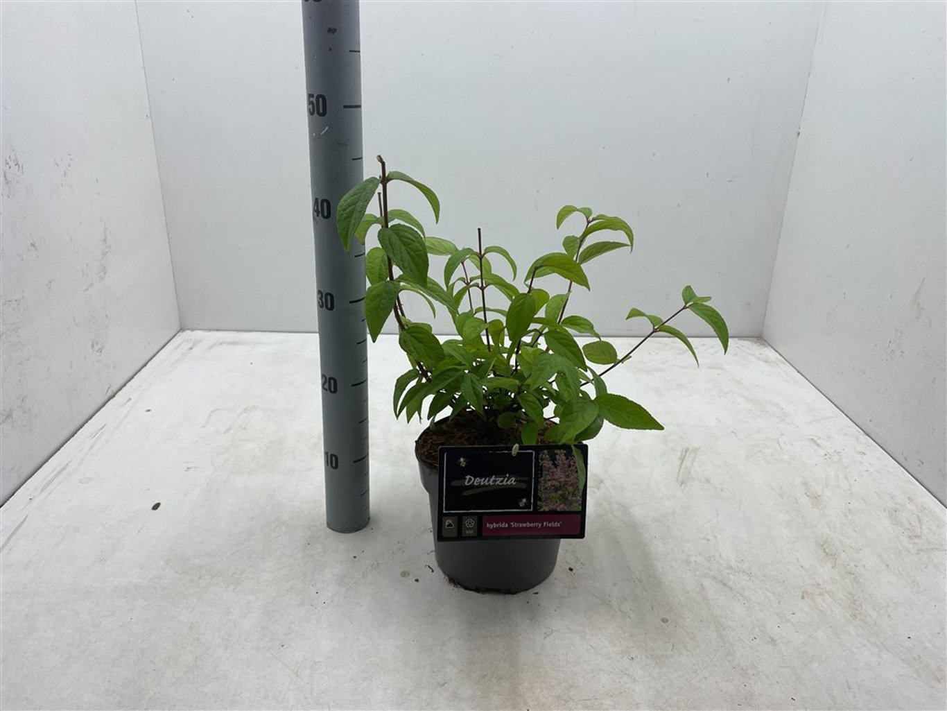 Deutzia hybrida 'Strawberry Fields' - C3